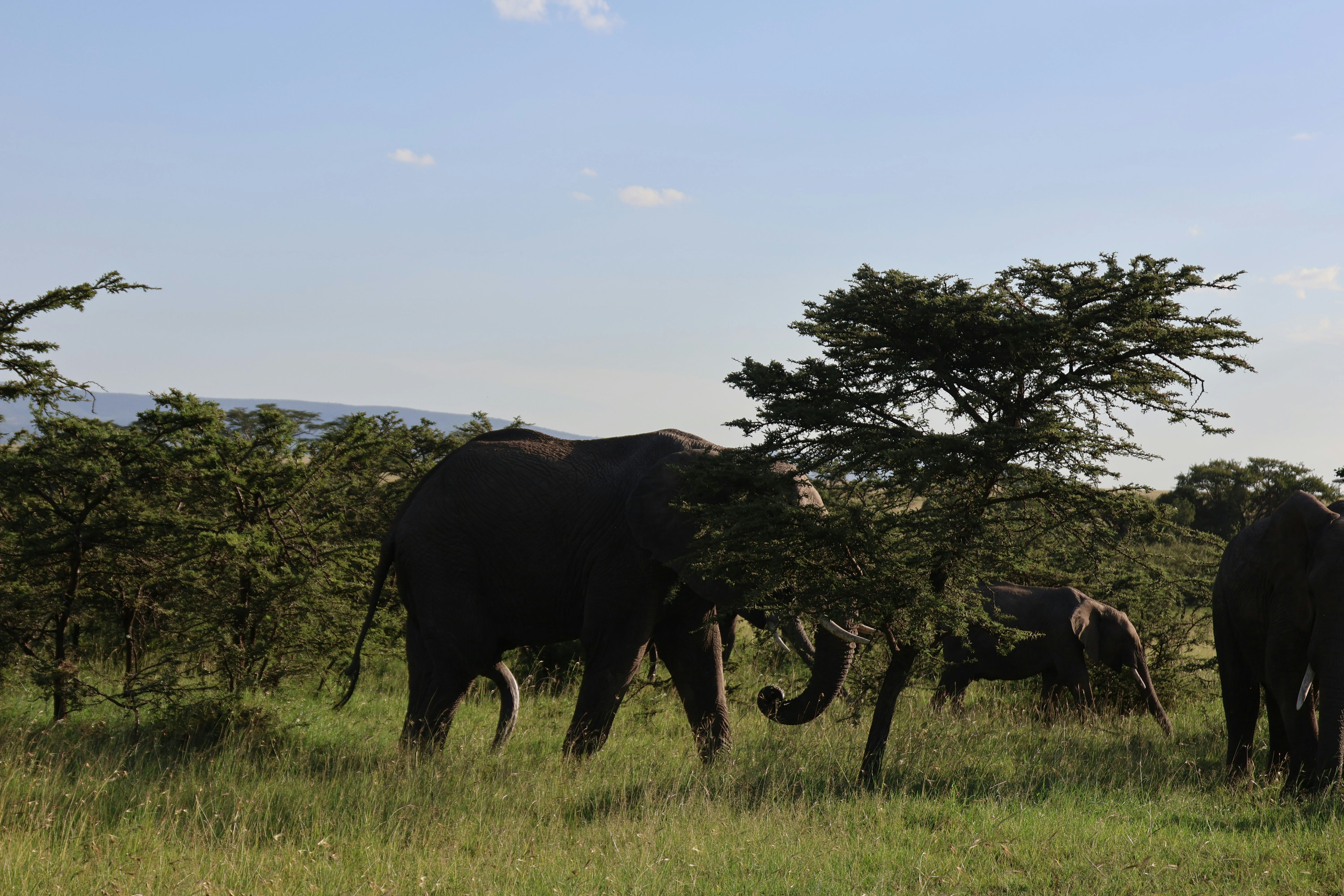 Wildlife Photography